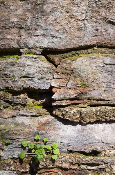 Textur und Hintergrund der Steinmauer — Stockfoto