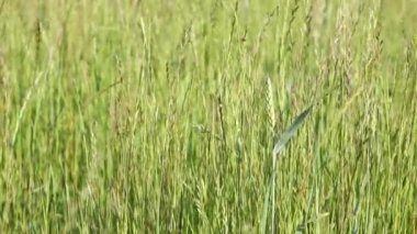 Uzun otların arasında bir esinti