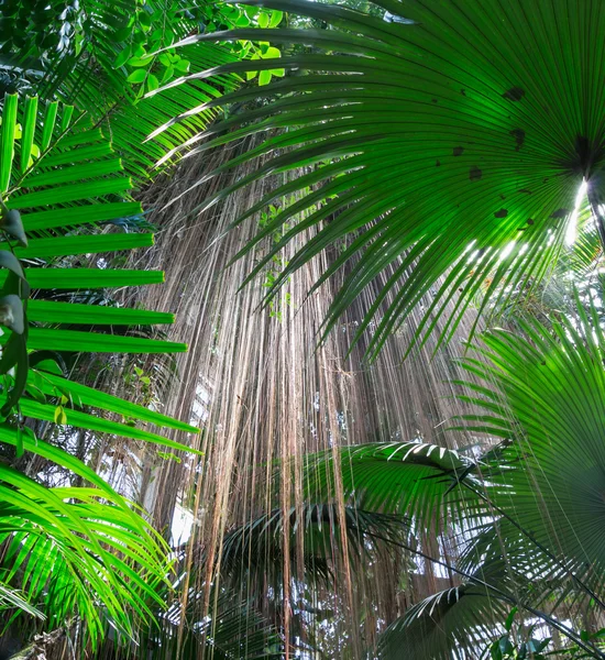 Trópusi növények háttér — Stock Fotó