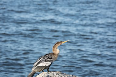 Florida kıyı kuşu