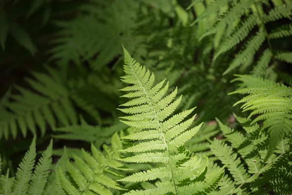 Vahşi dağ Ferns — Stok fotoğraf