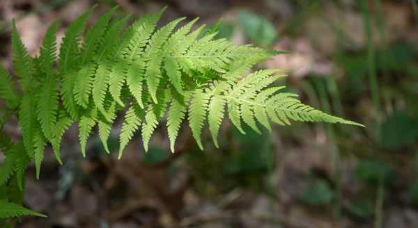 Vahşi dağ Ferns — Stok fotoğraf