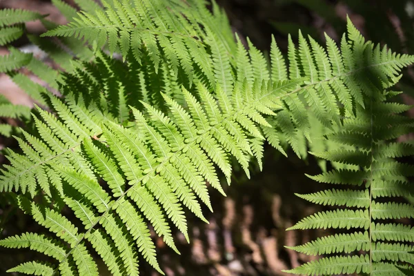 Vahşi dağ Ferns — Stok fotoğraf