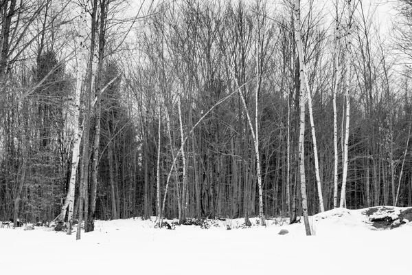 Χιονισμένο δάσος το χειμώνα — Φωτογραφία Αρχείου