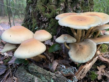 Yaprak döken bir sonbahar ormanında ağaç kütüğündeki mantar mantarları. Ağaç dallarında tehlikeli bir mantar yetişiyor. Kavram: zehirli mantar zehirlenmesi