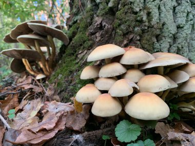 Yaprak döken bir sonbahar ormanında ağaç kütüğündeki mantar mantarları. Ağaç dallarında tehlikeli bir mantar yetişiyor. Kavram: zehirli mantar zehirlenmesi