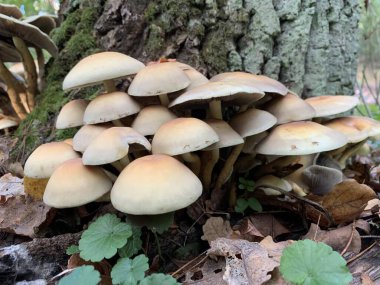 Yaprak döken bir sonbahar ormanında ağaç kütüğündeki mantar mantarları. Ağaç dallarında tehlikeli bir mantar yetişiyor. Kavram: zehirli mantar zehirlenmesi