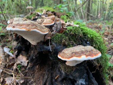 Yaprak döken bir sonbahar ormanında ağaç kütüğündeki mantar mantarları. Ağaç dallarında tehlikeli bir mantar yetişiyor. Kavram: zehirli mantar zehirlenmesi