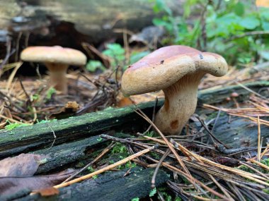 Yaprak döken bir sonbahar ormanında ağaç kütüğündeki mantar mantarları. Ağaç dallarında tehlikeli bir mantar yetişiyor. Kavram: zehirli mantar zehirlenmesi