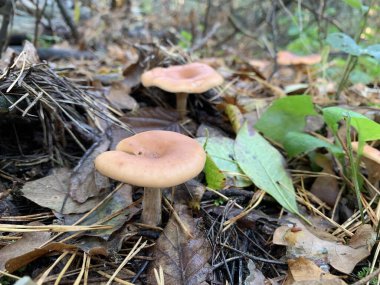 Sonbaharda yaprak döken ormanda mantar mantarı. Parktaki yaprakların arasında tehlikeli mantarlar. Kavram: zehirli mantar zehirlenmesi