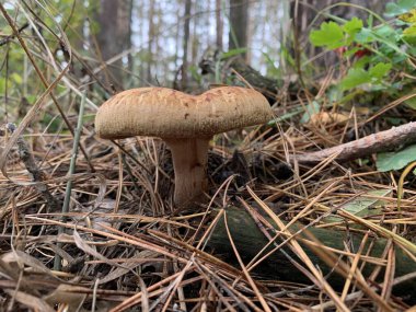 Sonbaharda yaprak döken ormanda mantar mantarı. Parktaki yaprakların arasında tehlikeli mantarlar. Kavram: zehirli mantar zehirlenmesi