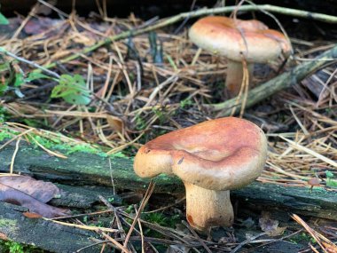 Yaprak döken bir sonbahar ormanında ağaç kütüğündeki mantar mantarları. Ağaç dallarında tehlikeli bir mantar yetişiyor. Kavram: zehirli mantar zehirlenmesi