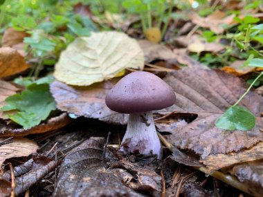 Sonbaharda yaprak döken ormanda yenilebilir mantar. Parktaki yapraklar arasında yenilebilir mantarlar. Mantar sezonu, mantar toplama.