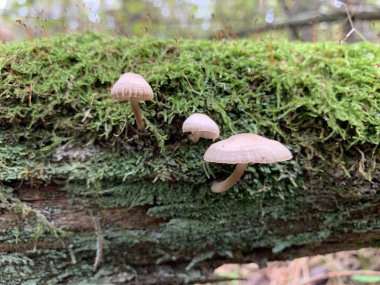 Yaprak döken bir sonbahar ormanında ağaç kütüğündeki mantar mantarları. Ağaç dallarında tehlikeli bir mantar yetişiyor. Kavram: zehirli mantar zehirlenmesi