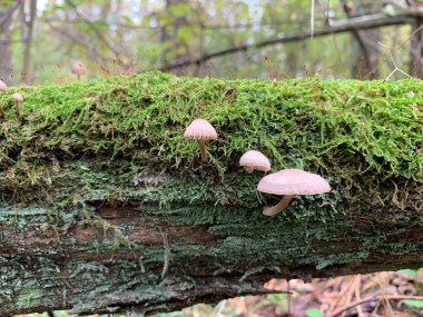 Yaprak döken bir sonbahar ormanında ağaç kütüğündeki mantar mantarları. Ağaç dallarında tehlikeli bir mantar yetişiyor. Kavram: zehirli mantar zehirlenmesi