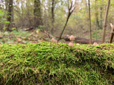 Sonbaharda yaprak döken ormanda mantar mantarı. Parktaki yaprakların arasında tehlikeli mantarlar. Kavram: zehirli mantar zehirlenmesi