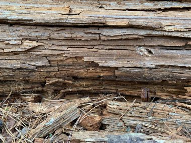Çatallı çürük ağaç kütüğü. Arkaplan dokusu: eski bir ağacın çürüyen ahşabı. Ormandaki kurumuş ağaç..