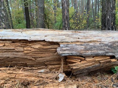 Çatallı çürük ağaç kütüğü. Arkaplan dokusu: eski bir ağacın çürüyen ahşabı. Ormandaki kurumuş ağaç..