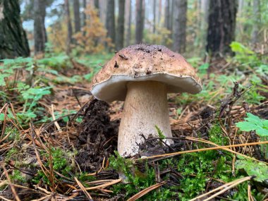 Sonbaharda yaprak döken ormanda beyaz mantar. Doğadaki yapraklar arasında yenilebilir mantarlar. Mantar mevsimi, porcini mantarı.