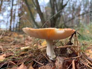 Sonbaharda yaprak döken ormanda mantar mantarı. Parktaki yaprakların arasında tehlikeli mantarlar. Kavram: zehirli mantar zehirlenmesi
