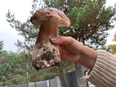 Sonbaharda yaprak döken ormanda beyaz mantar. Kadın elinde yenilebilir mantarlar. Mantar mevsimi, porcini mantarı.