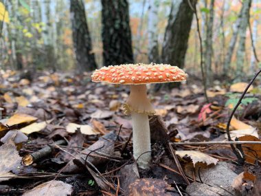 Sonbaharda yaprak döken ormanda mantar mantarı. Parktaki yaprakların arasında tehlikeli mantarlar. Kavram: zehirli mantarlar, zehirlenme