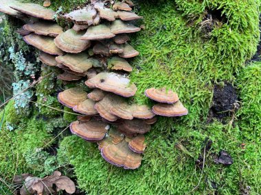 Yaprak döken bir sonbahar ormanında ağaç kütüğündeki mantar mantarları. Ağaç dallarında tehlikeli bir mantar yetişiyor. Kavram: zehirli mantar zehirlenmesi