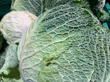 Yapraklı yeşil lahana, yakın plan. Arkaplan dokusu: beyaz lahana yaprakları. Lahana toplamaya gidiyorum..