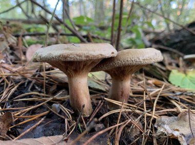 Sonbaharda yaprak döken ormanda mantar mantarı. Parktaki yaprakların arasında tehlikeli bir mantar. Kavram: zehirli mantar zehirlenmesi