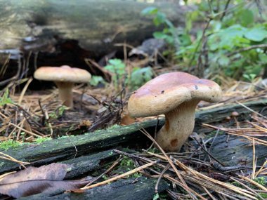 Yaprak döken bir sonbahar ormanında ağaç kütüğündeki mantar mantarları. Ağaç dallarında tehlikeli bir mantar yetişiyor. Kavram: zehirli mantar zehirlenmesi