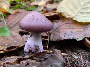 Sonbaharda yaprak döken ormanda yenilebilir mantar. Parktaki yapraklar arasında yenilebilir mantarlar. Mantar sezonu, mantar toplama.