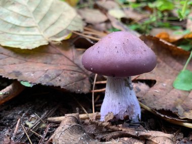 Sonbaharda yaprak döken ormanda yenilebilir mantar. Parktaki yapraklar arasında yenilebilir mantarlar. Mantar sezonu, mantar toplama.