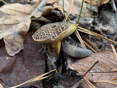 Sonbaharda yaprak döken ormanda yenilebilir mantar. Parktaki yapraklar arasında yenilebilir mantarlar. Mantar sezonu, mantar toplama.