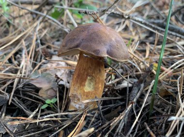 Sonbaharda yaprak döken ormanda yenilebilir mantar. Parktaki yapraklar arasında yenilebilir mantarlar. Mantar sezonu, mantar toplama.