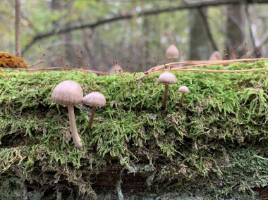Yaprak döken bir sonbahar ormanında ağaç kütüğündeki mantar mantarları. Ağaç dallarında tehlikeli bir mantar yetişiyor. Kavram: zehirli mantar zehirlenmesi