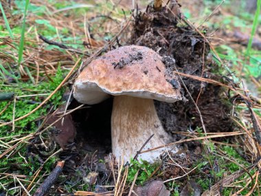 Sonbaharda yaprak döken ormanda yenilebilir mantar. Parktaki yapraklar arasında yenilebilir mantarlar. Mantar sezonu, mantar toplama.