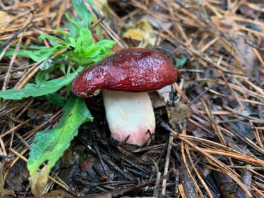 Sonbaharda yaprak döken ormanda yenilebilir mantar. Parktaki yapraklar arasında yenilebilir mantarlar. Mantar sezonu, mantar toplama.