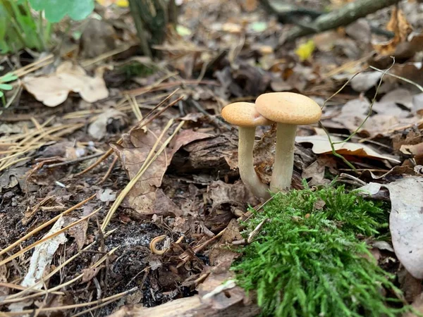 Toadstool Gomba Őszi Lombhullató Erdőben Veszélyes Gomba Park Levelei Között — Stock Fotó