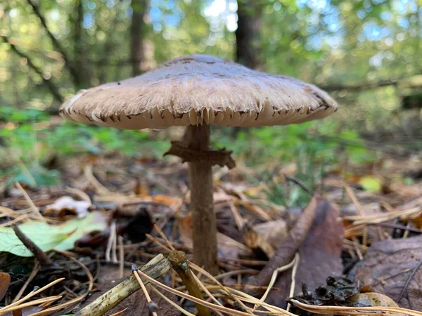 Гриб Toadstool Восени Листяного Лісу Небезпечні Гриби Серед Листя Парку — стокове фото