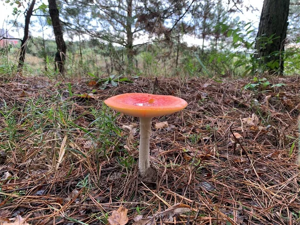 Seta Setas Bosque Caducifolio Otoño Setas Peligrosas Entre Las Hojas — Foto de Stock