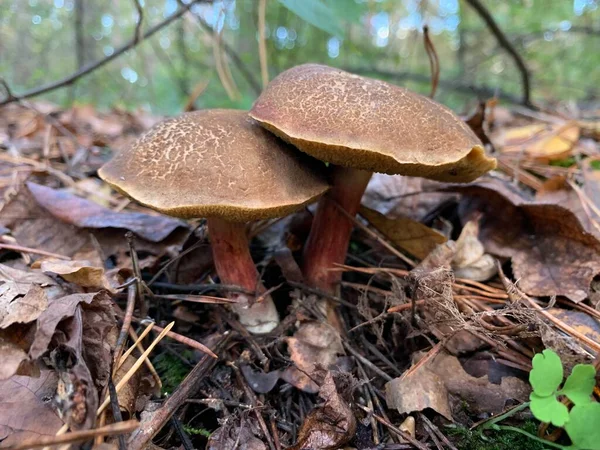 秋の落葉樹林で食用キノコ 公園内の葉の間でキノコを食用とします コンセプト キノコシーズン キノコ狩り — ストック写真