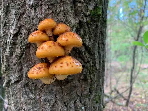 낙엽수 그루터기에 버섯들 가지에는 곰팡이가 자라고 있습니다 — 스톡 사진