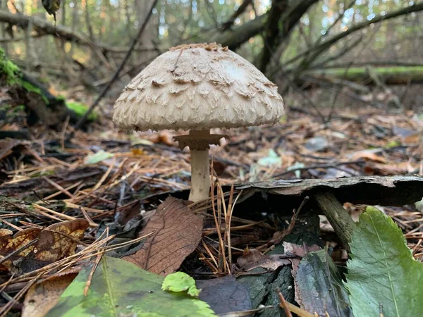 Гриб Toadstool Восени Листяного Лісу Небезпечні Гриби Серед Листя Парку — стокове фото