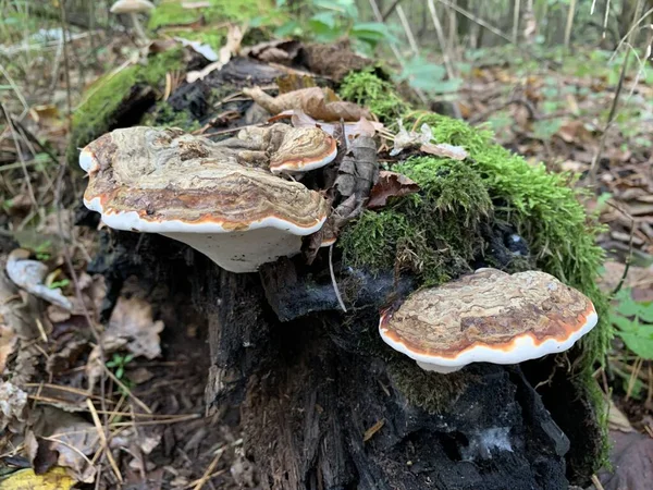 Fliegenpilze Auf Einem Baumstumpf Einem Herbstlichen Laubwald Ein Gefährlicher Pilz — Stockfoto