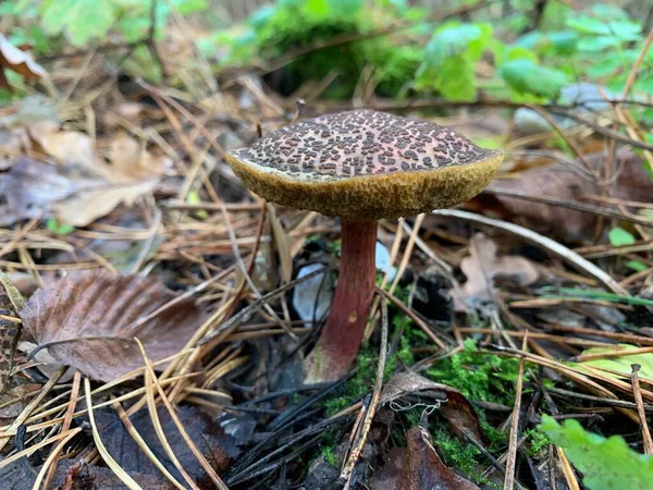 Edible mushroom in the autumn deciduous forest. Edible mushrooms among the leaves in the park. Concept: mushroom season, mushroom picking