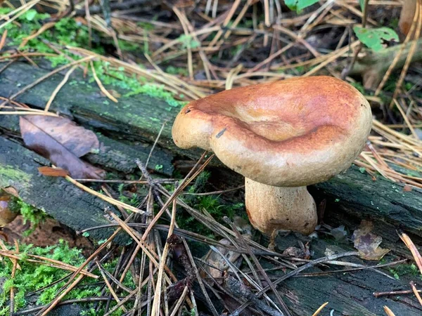 Funghi Feci Rospo Ceppo Albero Una Foresta Decidua Autunno Fungo — Foto Stock