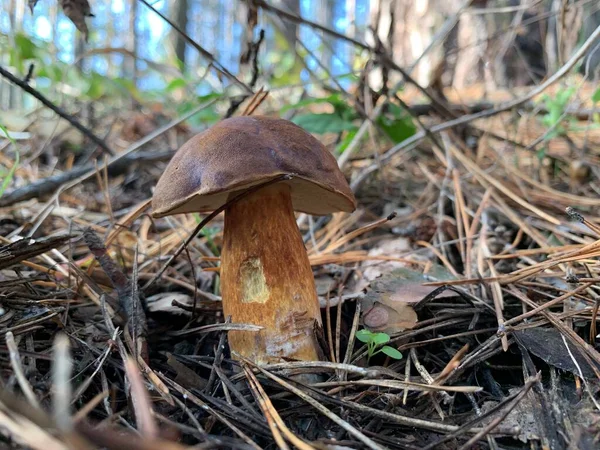 낙엽수 숲에서 수있는 수있는 버섯들이 공원의 사이에 있습니다 버섯따기 — 스톡 사진