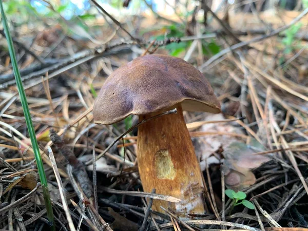 Ehető Gomba Őszi Lombhullató Erdőben Ehető Gomba Park Levelei Között — Stock Fotó