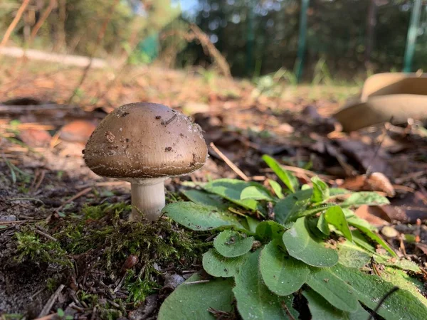 秋天落叶森林里的毒菌 公园里树叶中的危险蘑菇 毒蘑菇 蘑菇中毒 — 图库照片