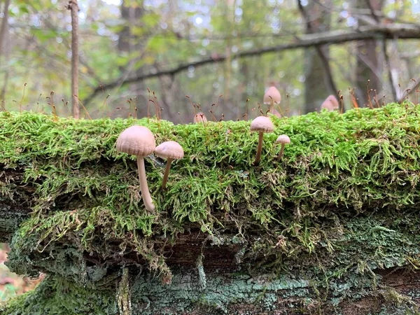 Paddestoelen Een Boomstronk Een Loofbos Een Gevaarlijke Schimmel Groeit Boomtakken — Stockfoto